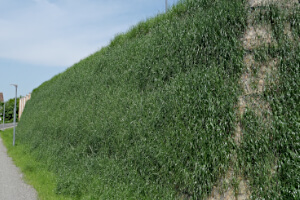 Green Terramesh bullervallbesådd med gräs